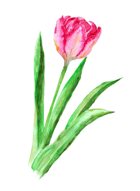 Pink Tulip hand drawn watercolor, isolated on white - Foto, Imagem