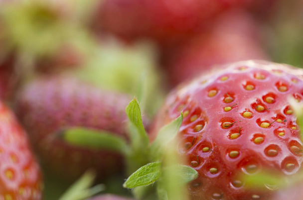 čerstvé organické jahody - Fotografie, Obrázek