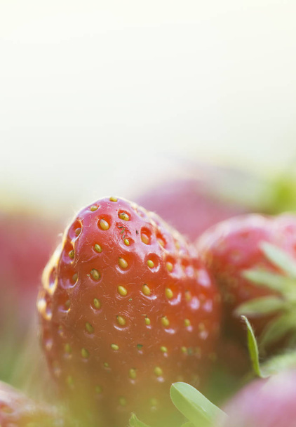 Fresh organic strawberries - Fotoğraf, Görsel