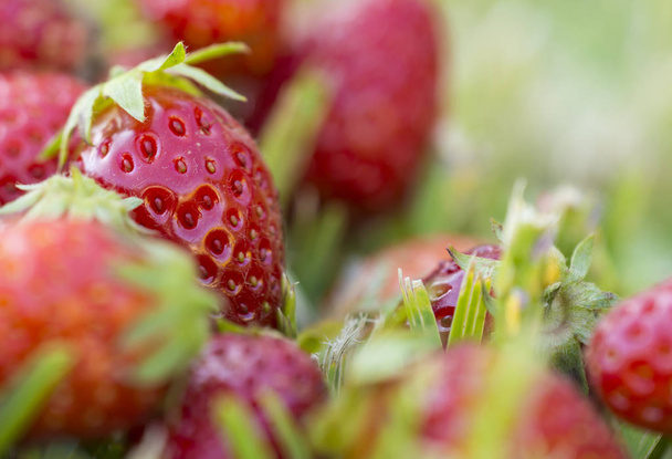 Fresh organic strawberries - Fotografie, Obrázek