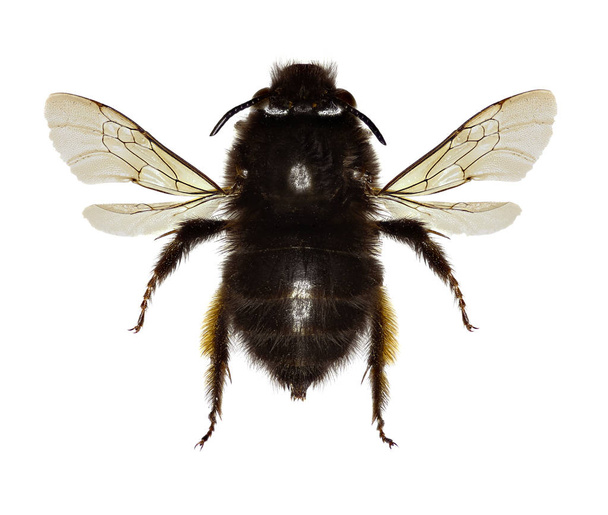 Hairy-footed Flower Bee on white Background  -  Anthophora plumipes (Pallas,1772) - Photo, Image