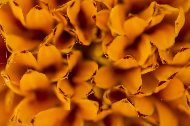 Macro of orange flowers - 写真・画像