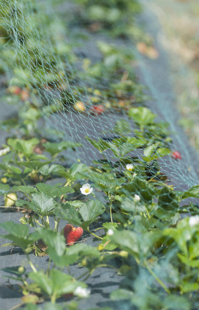 有機栽培のイチゴの栽培 - 写真・画像