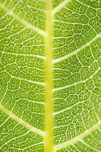 Texturas de uma folha de figo
 - Foto, Imagem