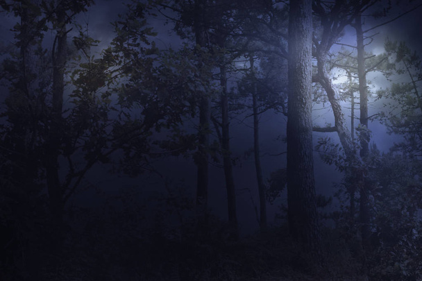 Vollmond steigt über einem Wald in einer nebligen Nacht auf - Foto, Bild