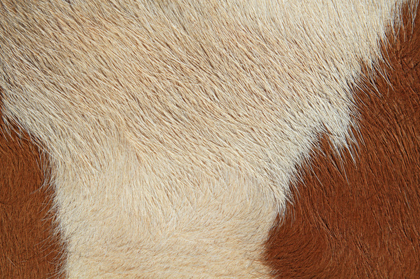 a bőr egy tehén töredéke - Fotó, kép