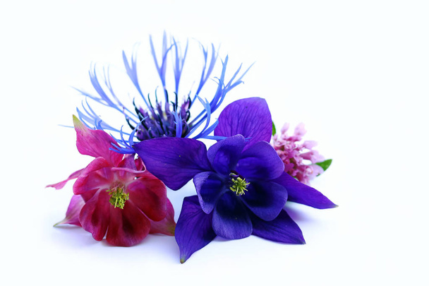 Purple, blue and red spring flowers on white background - Photo, Image