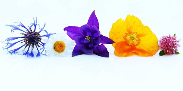 Purple, yellow and blue spring flowers - Photo, Image