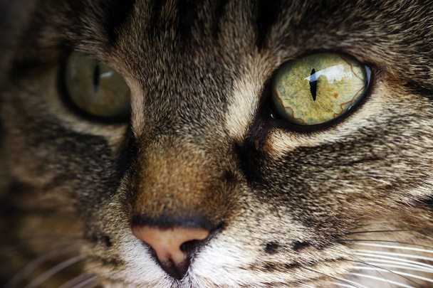 Κοντινό πλάνο του ματιού μιας γάτας - Φωτογραφία, εικόνα