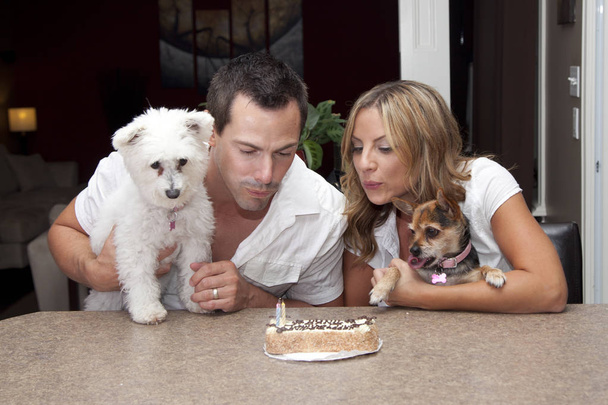 τούρτα γενεθλίων για κατοικίδια σκυλιά - Φωτογραφία, εικόνα