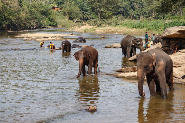 Elephants bathing in river. - Photo, Image