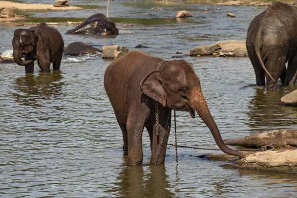 olifanten Baden in de rivier. - Foto, afbeelding