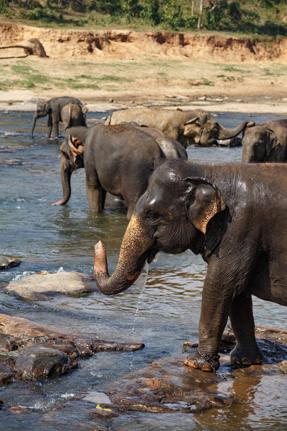 Elefantes bañándose en el río
. - Foto, imagen