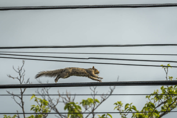 Pelokas orava käynnissä puhelinlangalla
  - Valokuva, kuva