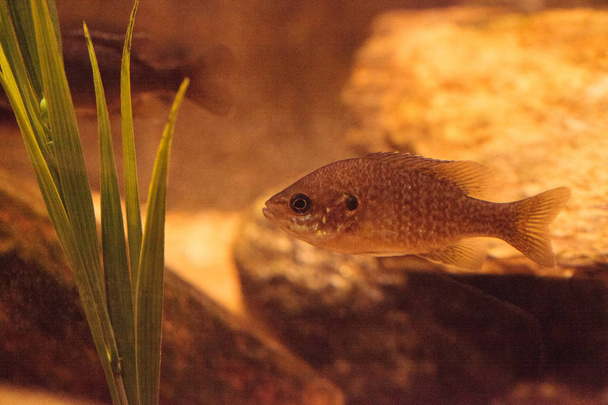 Endangered Arroyo chub fish scientifically known as Gila orcutti - Photo, Image