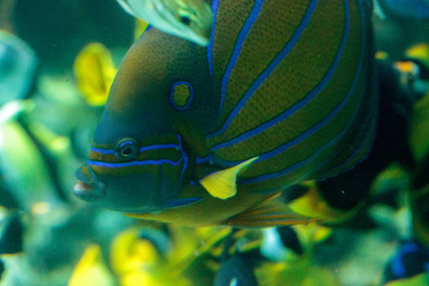 Blueringed angelfish Pomacanthus annularis - Photo, Image