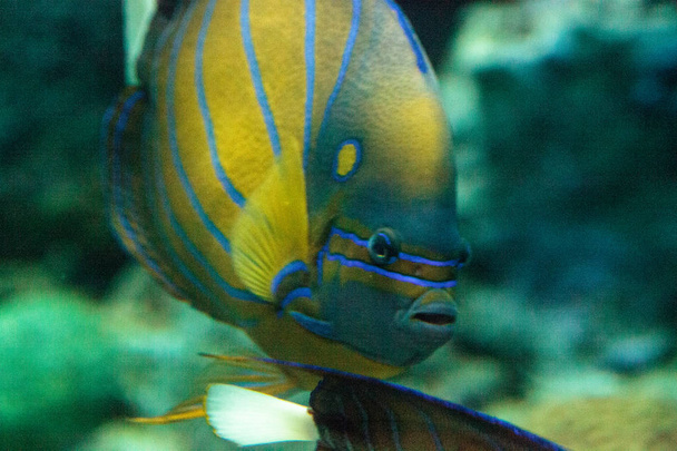 Blueringed angelfish Pomacanthus annularis - Photo, Image
