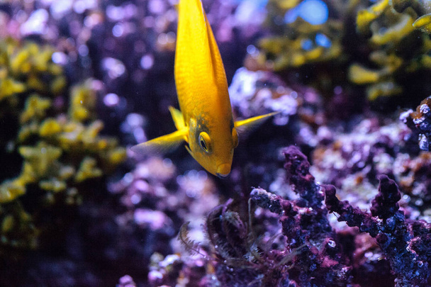 Yellow three spot angelfish Apolemichthys trimaculatus - Photo, Image
