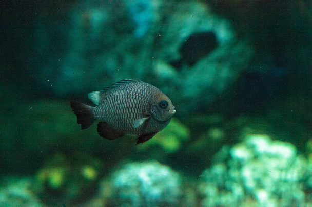Threespot damegofish Dascyllus trimaculatus
 - Foto, Imagem