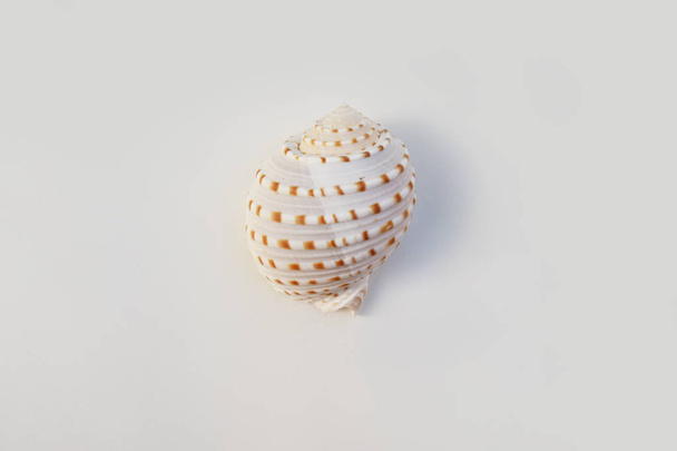 Shells isolated on white background - Фото, зображення
