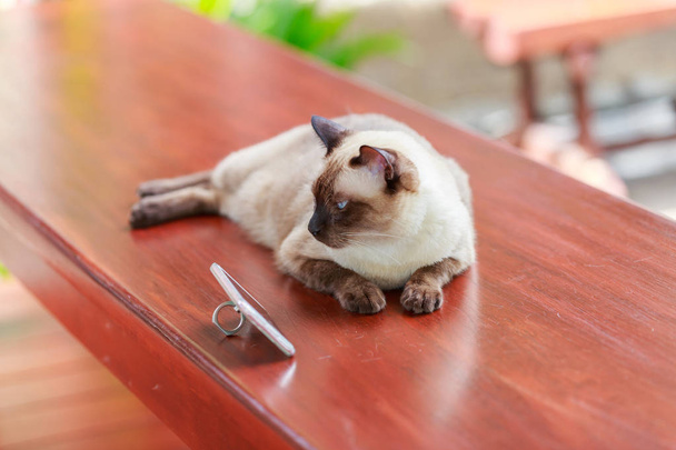 Gato siamés o foca gato marrón con ojos grises, acostado al lado del teléfono inteligente
. - Foto, imagen