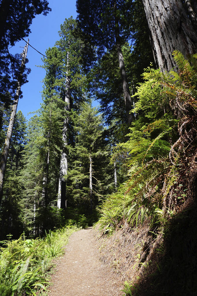 Wandelweg Redwood State Park, Californië - Foto, afbeelding