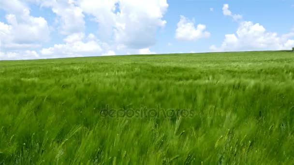 Pole zelené pšenice vln se větrem, přírodní pozadí, 4k - Záběry, video