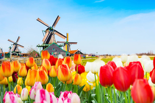 Panorama de fond hollandais avec tulipes et moulin à vent vert dans un village traditionnel en Hollande
 - Photo, image