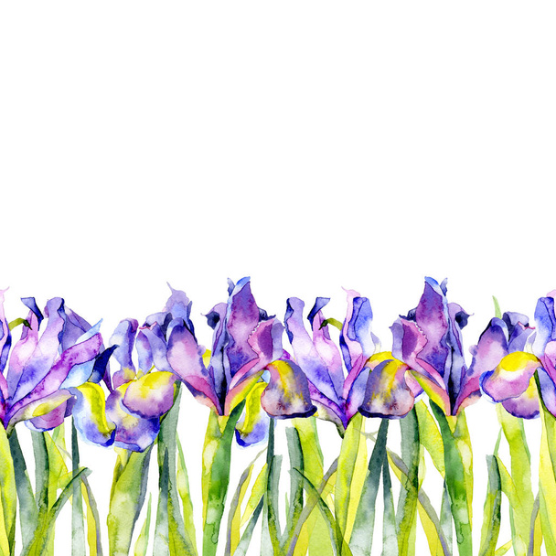 Purple, summer, purple, beautiful, blossoming iris flowers. Watercolor. Illustration - 写真・画像