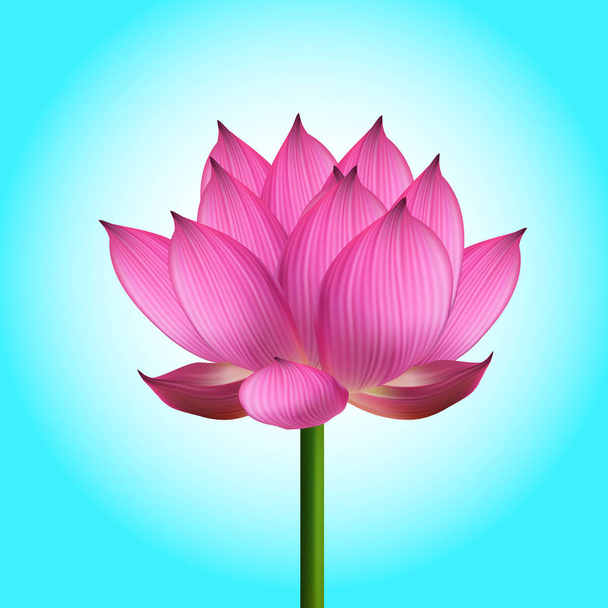 krásný lotosový květ - Vektor, obrázek