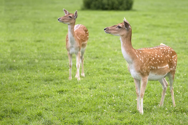 Fallow deers in a clearing  - Fotoğraf, Görsel