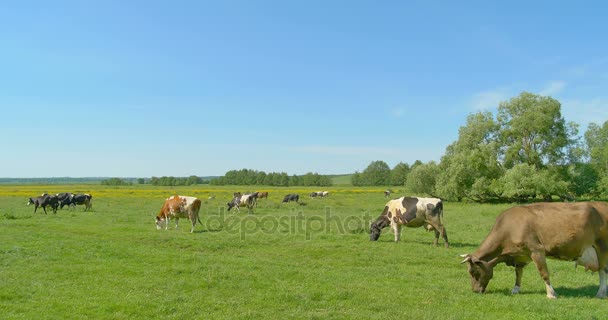 Yeşil bir çayırda otlayan inekler - Video, Çekim