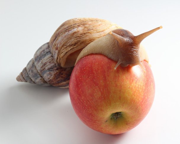 ślimak na jabłku - Zdjęcie, obraz