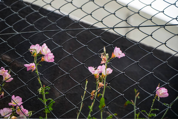 Γλυκό ροζ χρώμα οδική λουλούδια που αυξάνεται με αλυσίδα φράχτη συνδέσμου - Φωτογραφία, εικόνα