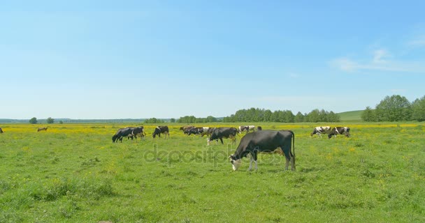 lehmät laiduntavat vihreällä niityllä - Materiaali, video