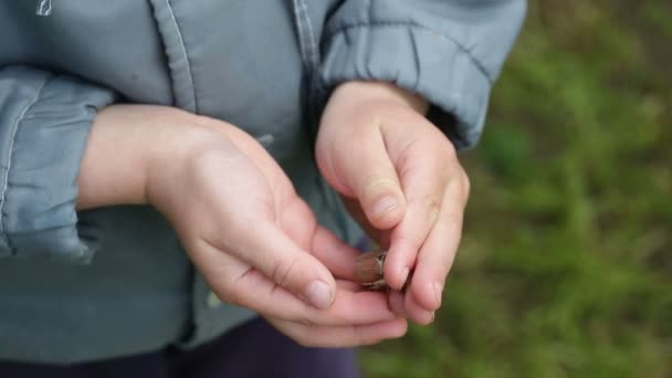 Escarabajo grande se arrastra en las palmas de las manos
 - Metraje, vídeo