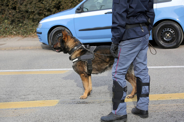 犬の中に爆発物を識別するために警察の犬の単位  - 写真・画像
