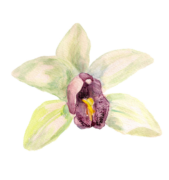 Watercolor white orchid - Fotó, kép
