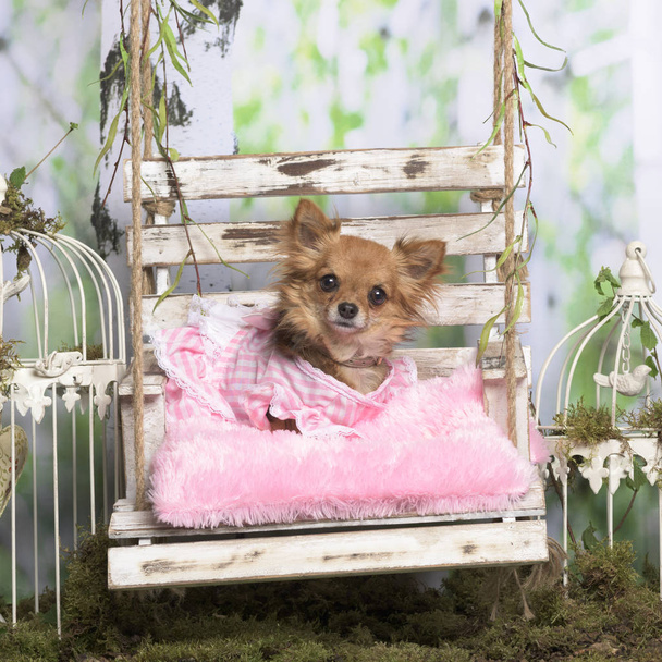 Chihuahua egy Rózsa kabát a rózsaszín párnát, lelkipásztori dekor - Fotó, kép