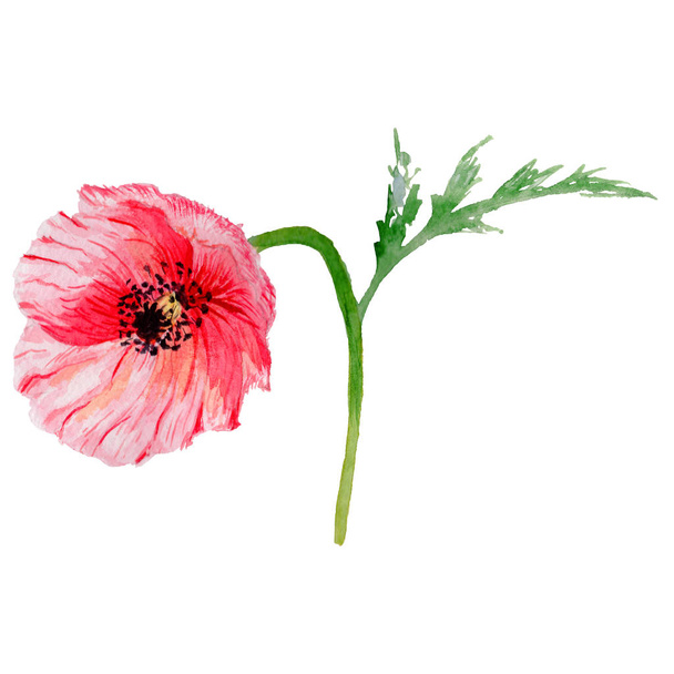 Wildflower makový květ ve stylu akvarelu, samostatný. - Fotografie, Obrázek
