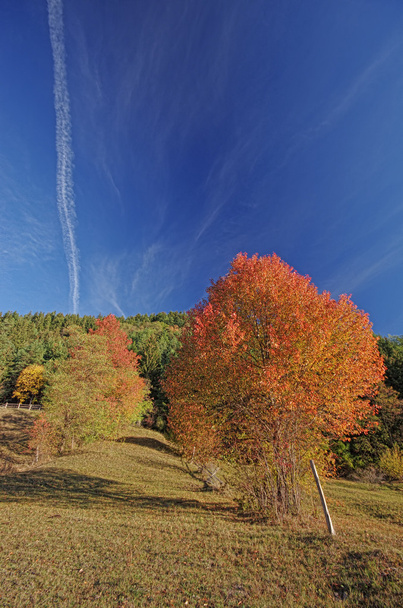 осенний лес - Фото, изображение