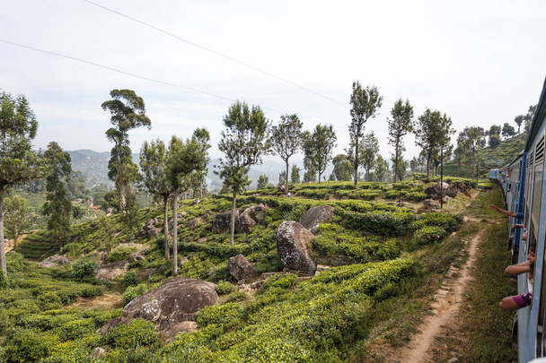 Entrenar entre plantaciones de té
 - Foto, imagen