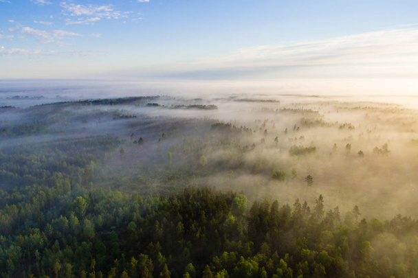 Drone obrazu. Widok z lotu ptaka rano mgły przez zielony las - Zdjęcie, obraz