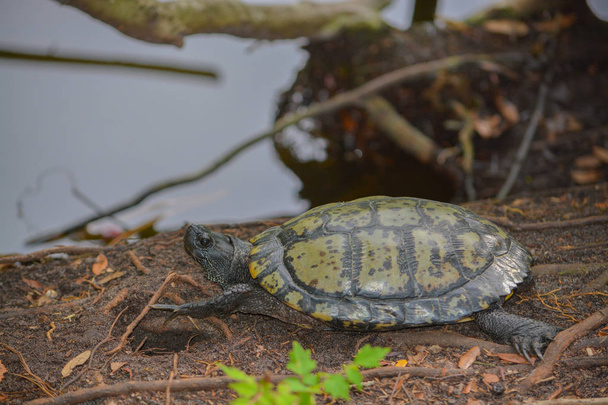 Un deslizador de vientre amarillo (Trachemys scripta scripta) Tortuga en el borde de un estanque en el Parque Natural McGough en Largo, Florida
 - Foto, Imagen