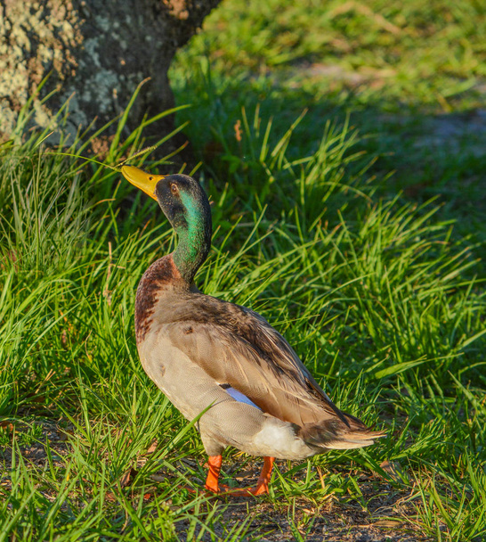 A Mallard Duck (Anas platyrhynchos), en John S. Taylor Park en Largo, Florida
. - Foto, Imagen