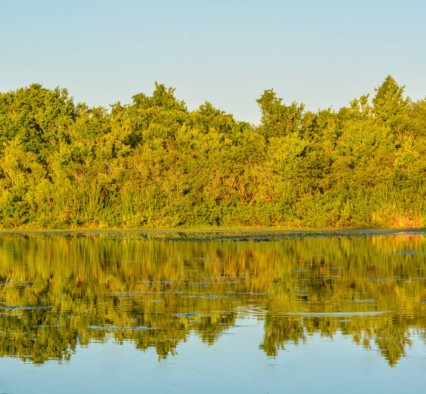 Un hermoso día para ver el reflejo de los árboles en el lago en John S. Taylor Park en Largo, Florida
. - Foto, Imagen