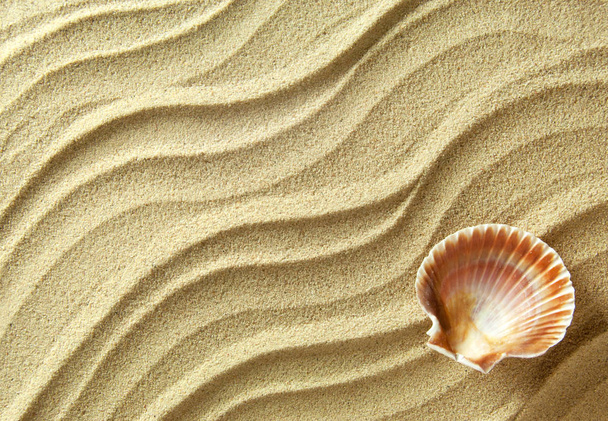 Concha do mar fundo de areia
 - Foto, Imagem