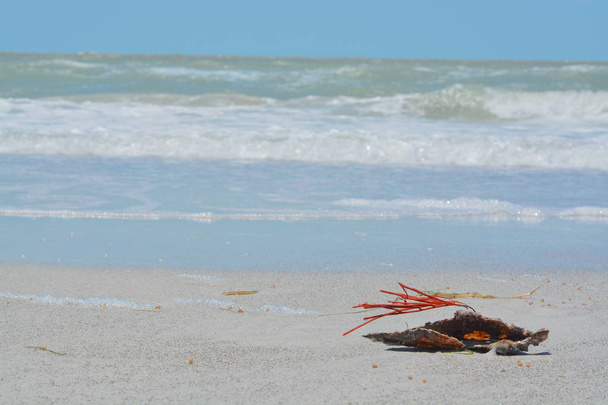 Gorgonian narancs Korall-tenger ostor csatlakozik egy toll Shell mosott ki Indian Rocks Beach, Mexikói-öböl, Florida. - Fotó, kép