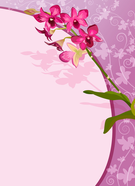 Orchid - Vektori, kuva