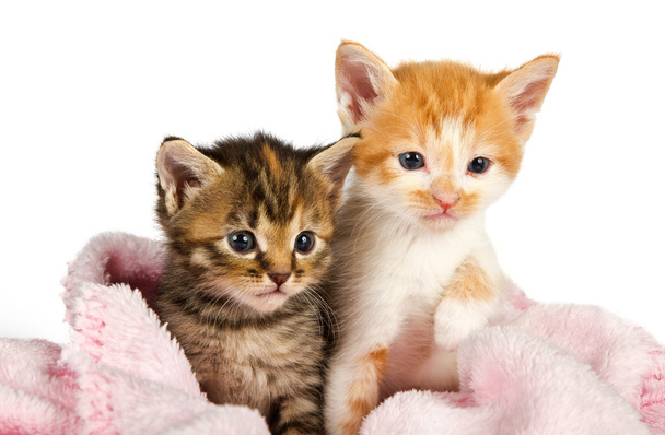 Dois gatinhos embrulhados em um cobertor rosa
 - Foto, Imagem